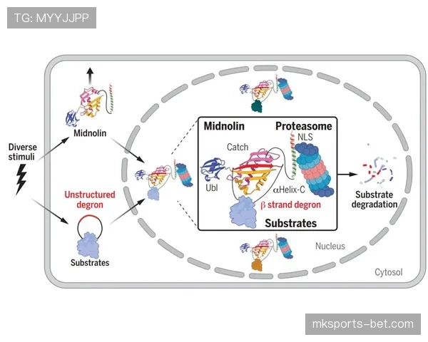 上海申花外援依赖加剧，多点进攻结构难以形成，进攻体系稳定性面临考验